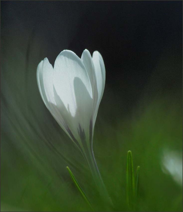 _61029 krookus